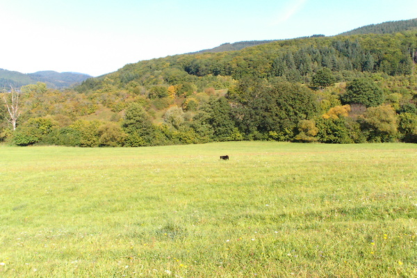 Ferienwohnung in Bengel 22