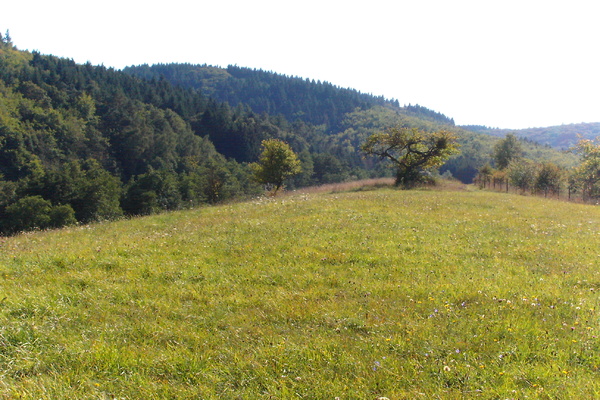 Ferienwohnung in Bengel 24
