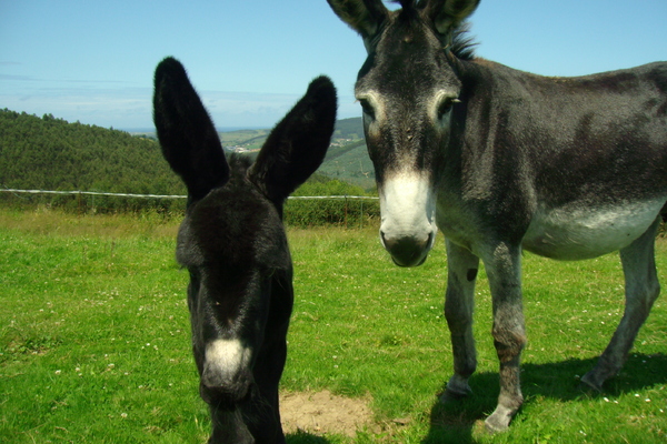 Bed and Breakfast in Beranga 5