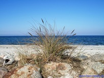 Insel Rügen - Fewo Kastanienblick
