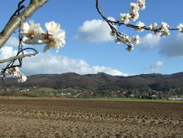 apartment-bergstrasse