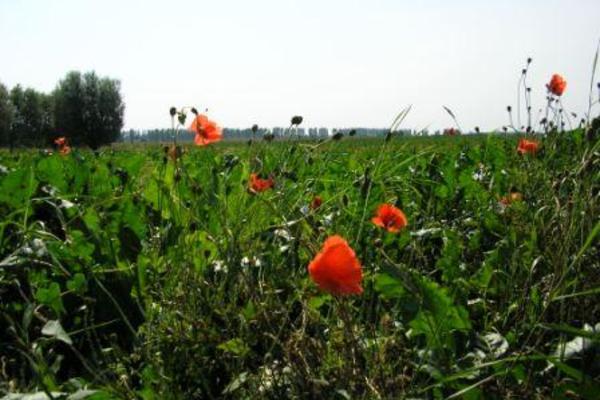 Bed and Breakfast in Börgerende 7