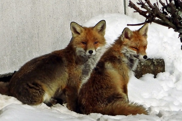 Ferienwohnung in Braunlage 15