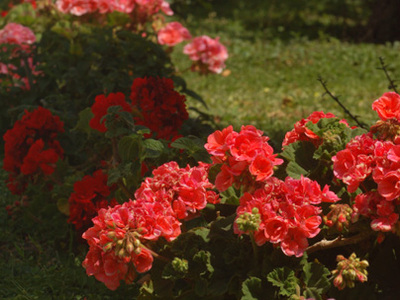 Buchen Sie günstige Ferienwohnung in Cala Gonone