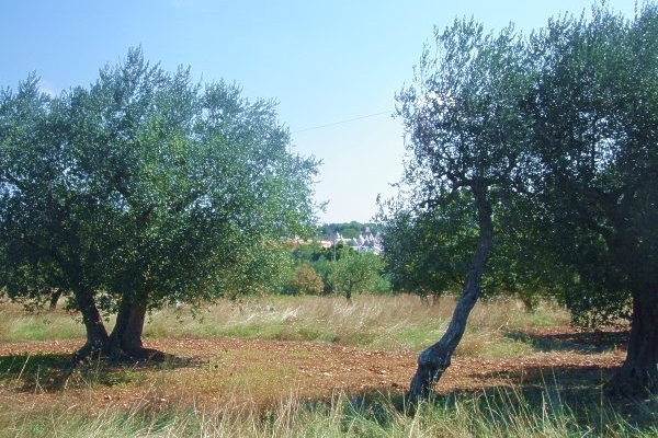Ferienwohnung in Cisternino 5