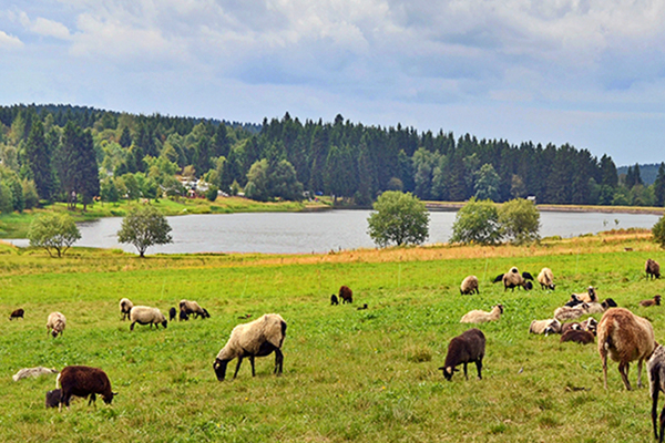 Ferienwohnung in Clausthal-Zellerfeld 8