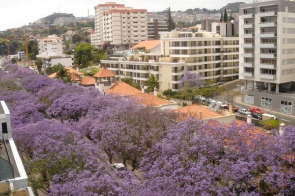 Ferienwohnung in Funchal 9