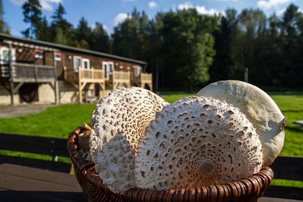 Bed and Breakfast in Güntersberge 5