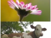 Gästezimmer "Gänseblümchen"