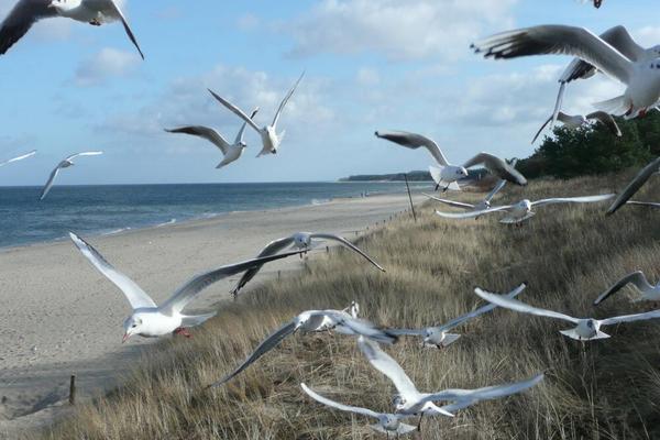 Ferienwohnung in Lassan 8