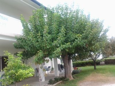 Buchen Sie günstige Ferienhaus in Lopar