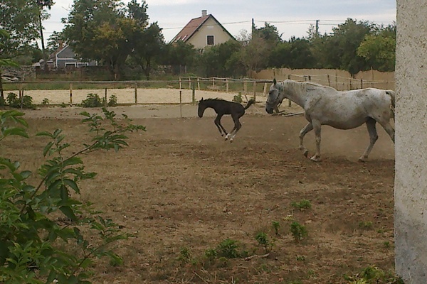 Haus in Nagyvázsony 16