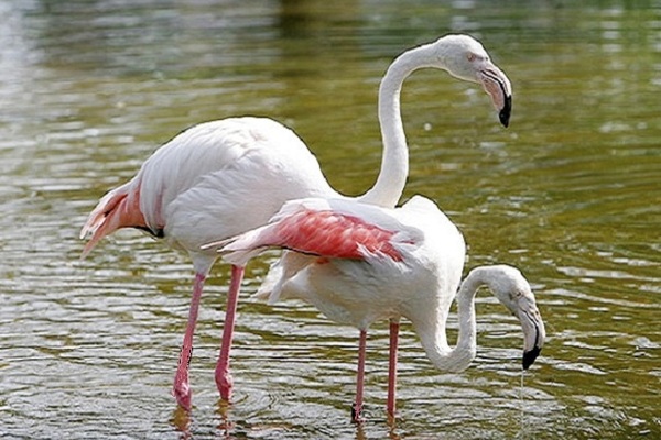 Haus in Narbonne-Plage 8