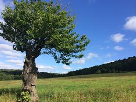 Grün & ruhig, im Meditationszentrum