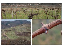 Winzerzimmer Chardonnay