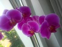 Lovely- Bright furnished Private Room near Daimler