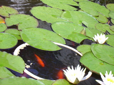 Buchen Sie günstige Privatzimmer in Suhl-Goldlauter