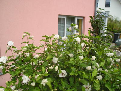 Buchen Sie günstige Urlaubsdomizil in Taubach