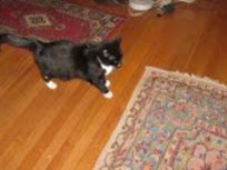 Quiet house filled with antiques