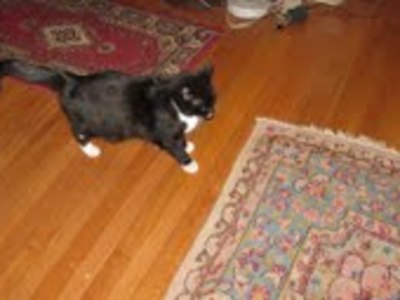 Buchen Sie günstige Gästezimmer in Washington D C