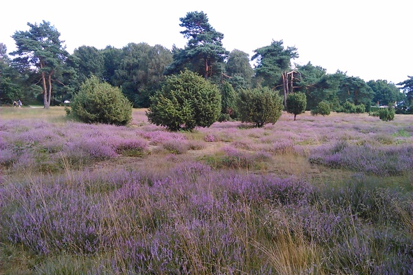 Haus in Wettringen 10