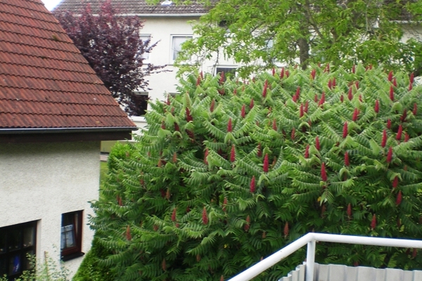 Ferienwohnung in Wiesbaden 1